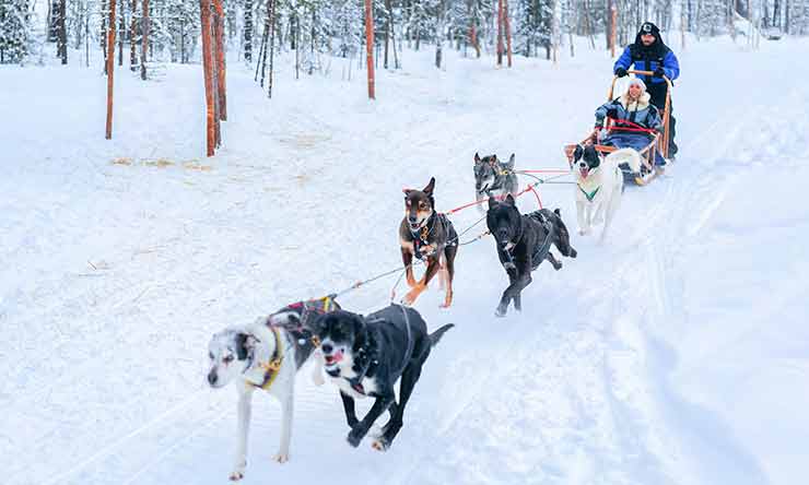 Dog Sledding